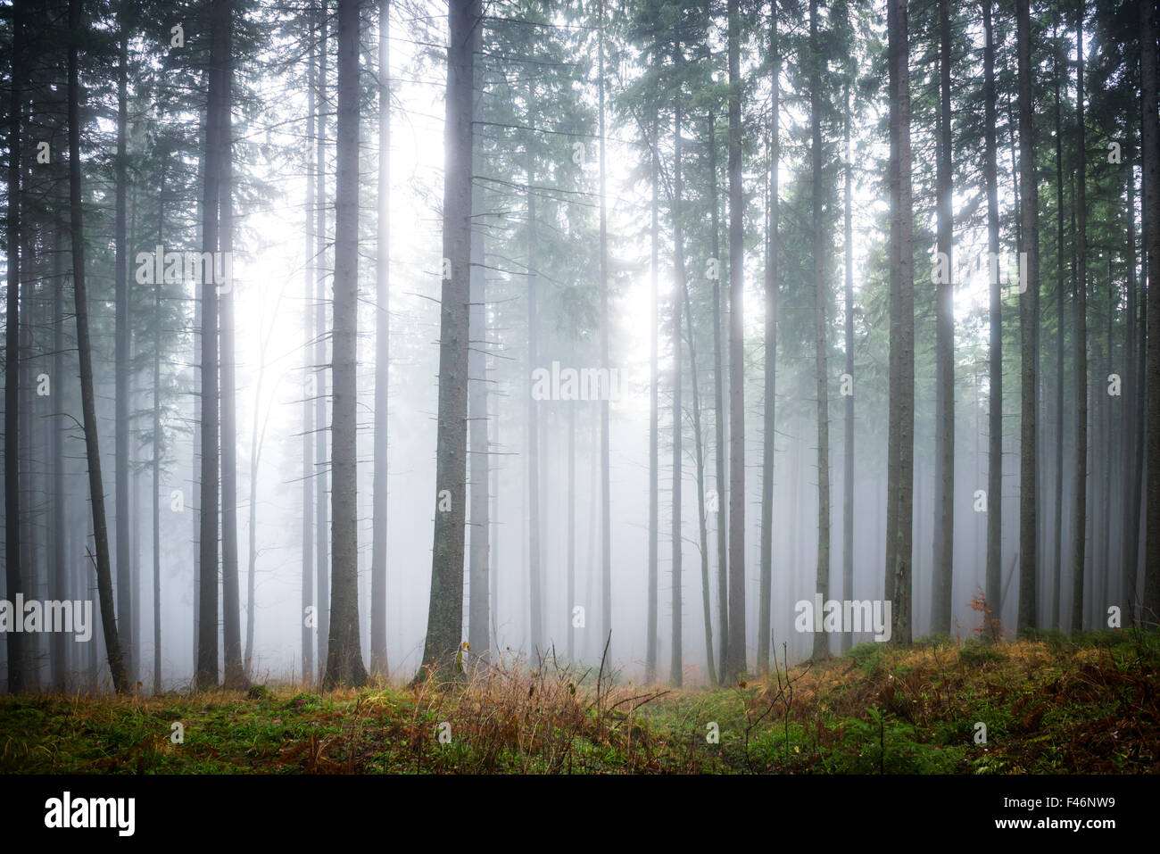 Mysterious fog in the green forest Stock Photo - Alamy
