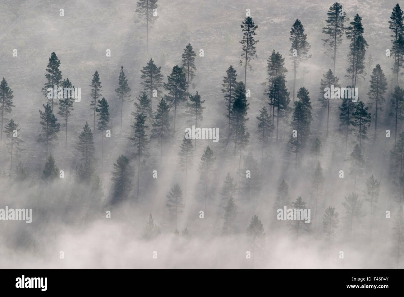 Forest, aerial view. Stock Photo