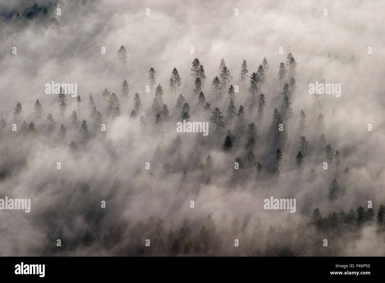 Forest, aerial view. Stock Photo