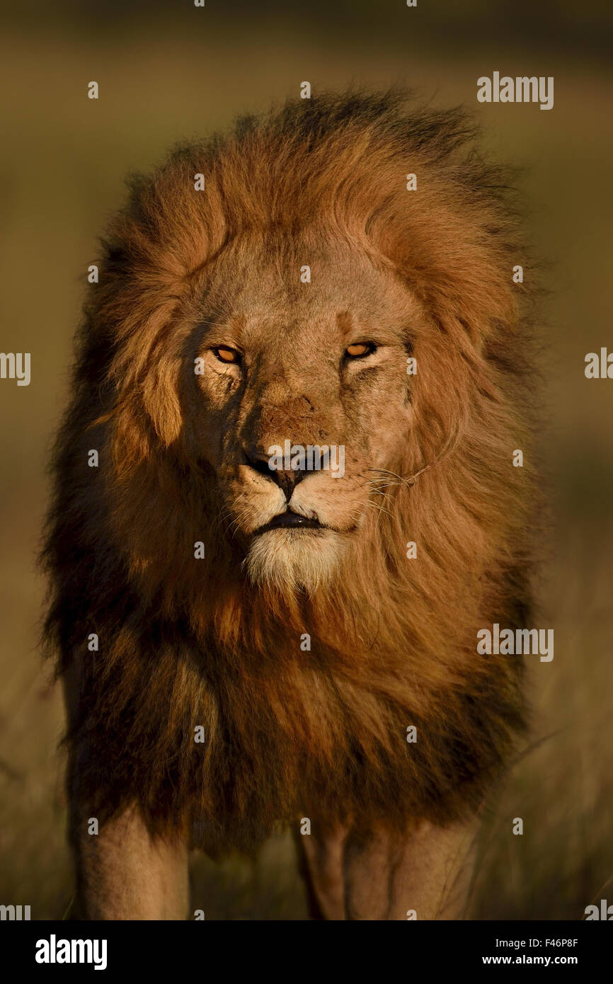 1221 Best Lions Images Big Cats Animals Beautiful Animals