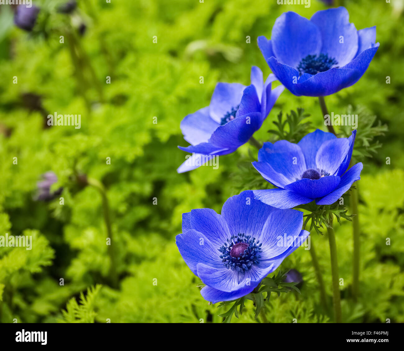 blue anemone flowers Stock Photo