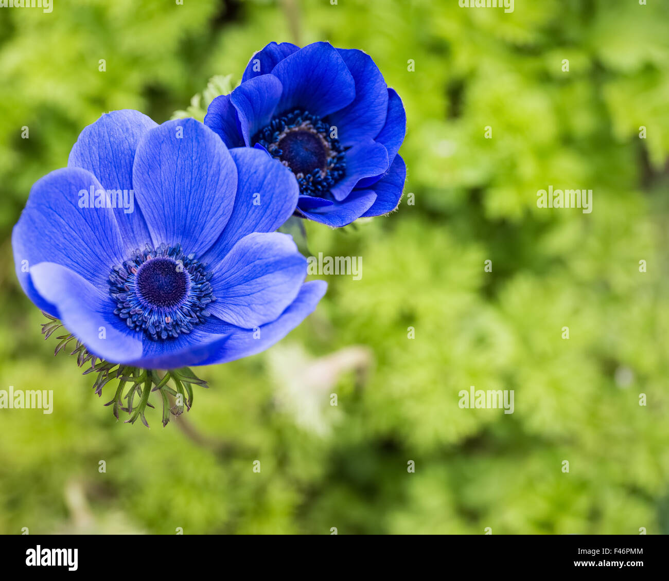 blue anemone flower closeup Stock Photo