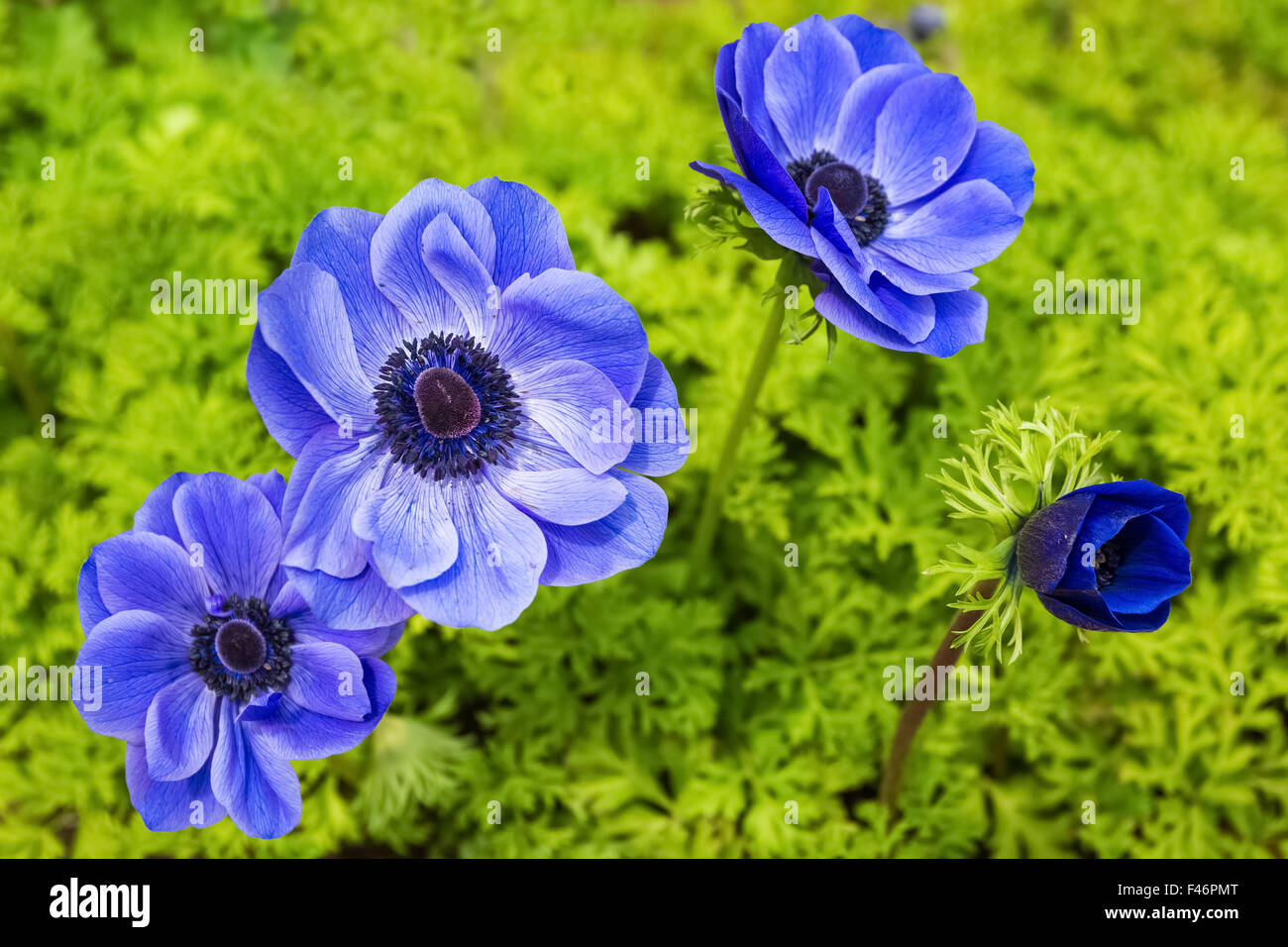blue anemone flower Stock Photo Alamy