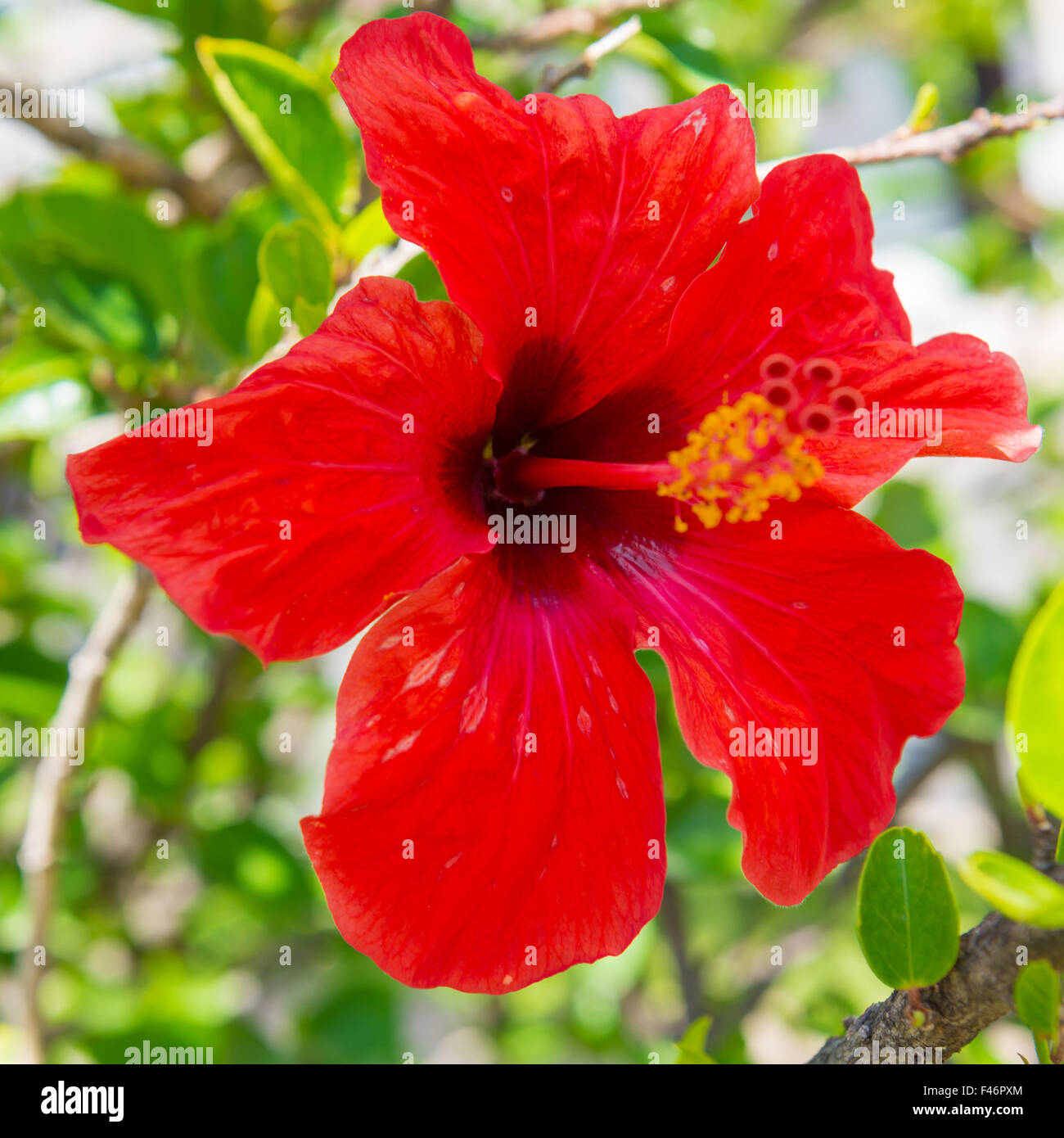 Red tropical flower hibiscus Stock Photo Alamy