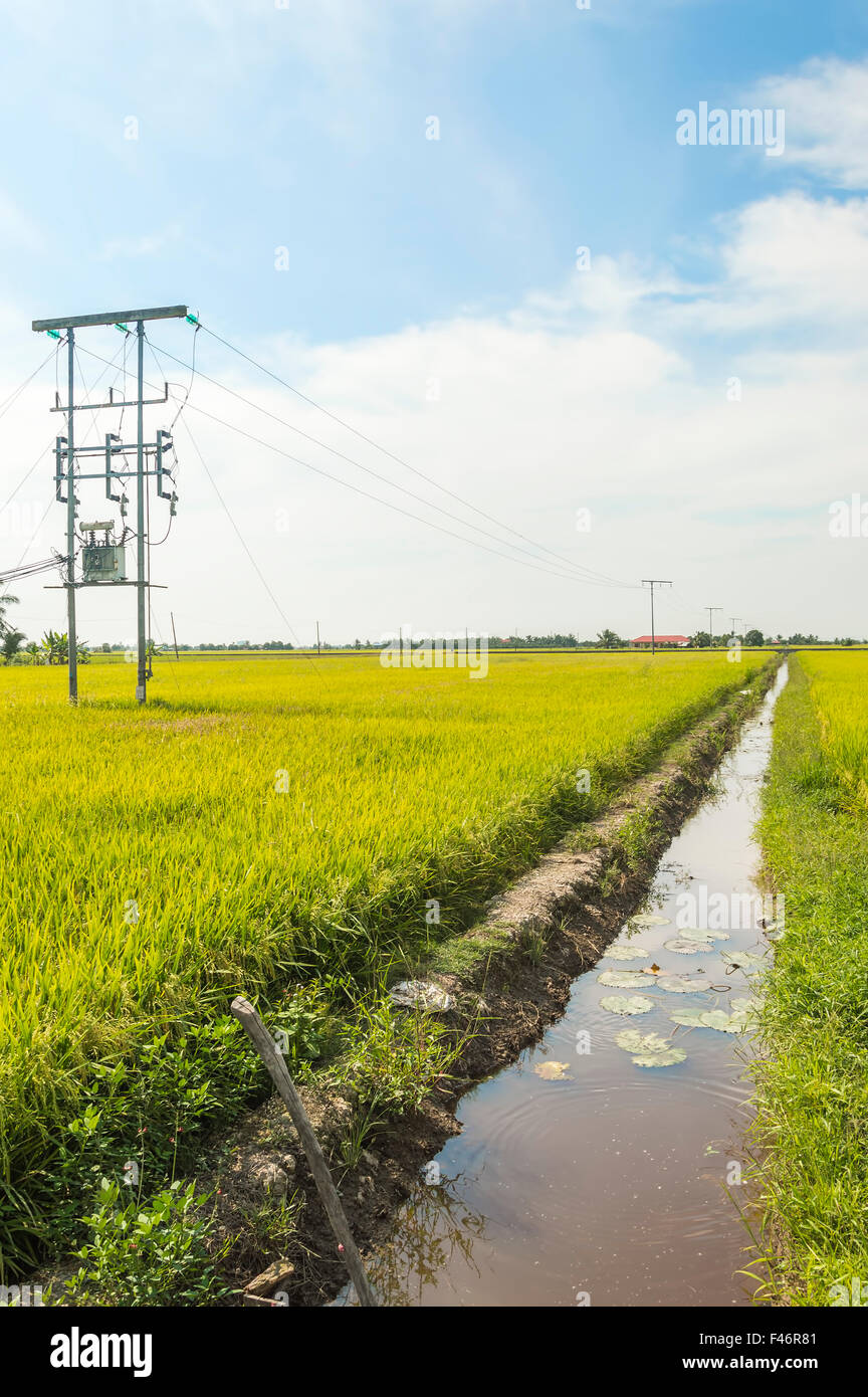 Electric pole on a paddy field with blue sky Stock Photo - Alamy