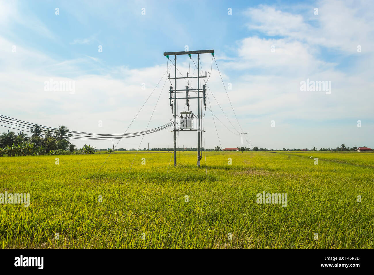 Electric pole on a paddy field with blue sky Stock Photo - Alamy