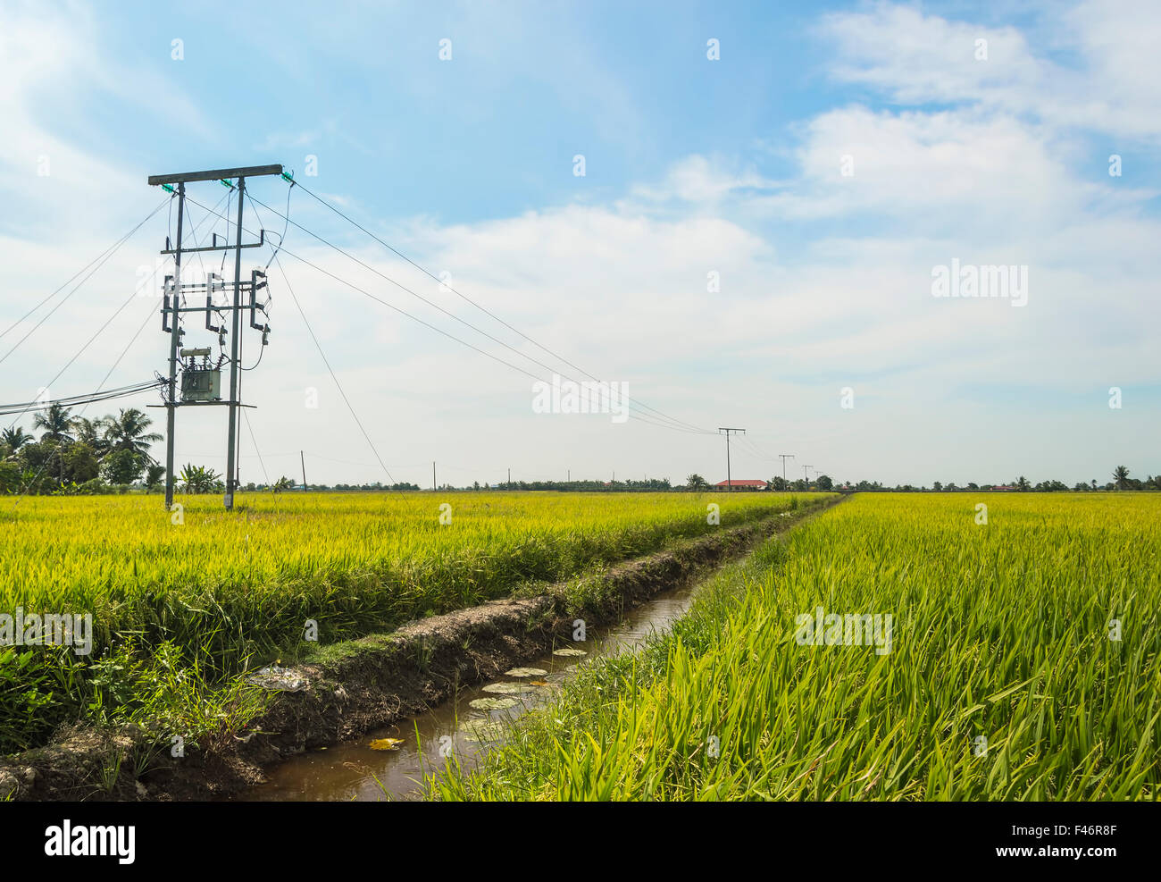 Electric pole on a paddy field with blue sky Stock Photo Alamy