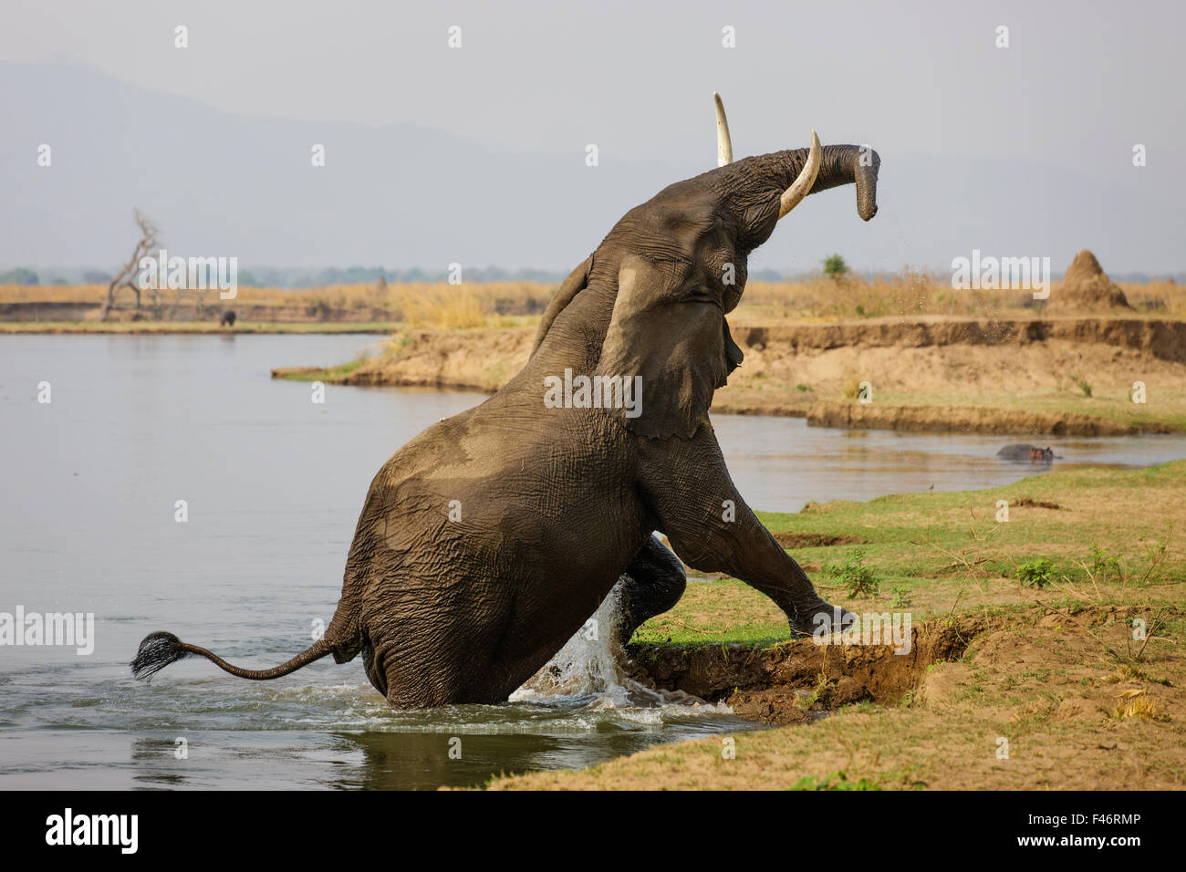 Слоны на водопое. Слон и тигр и крокодил. Слон и тигр и крокодил. Тигровый слон. Слоны в дикой природе.