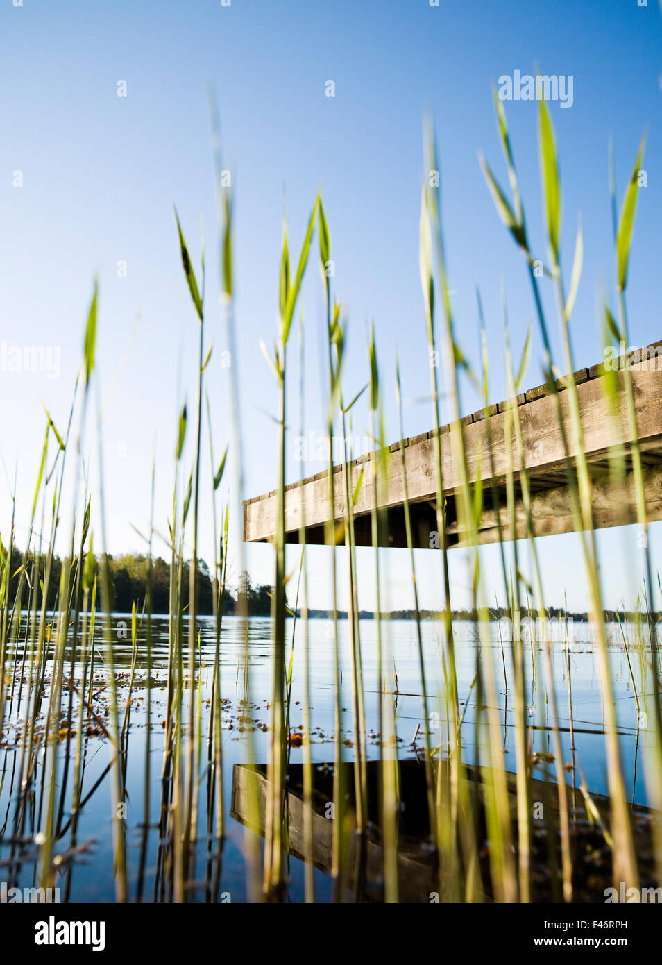 A jetty and reed, Sweden Stock Photo - Alamy