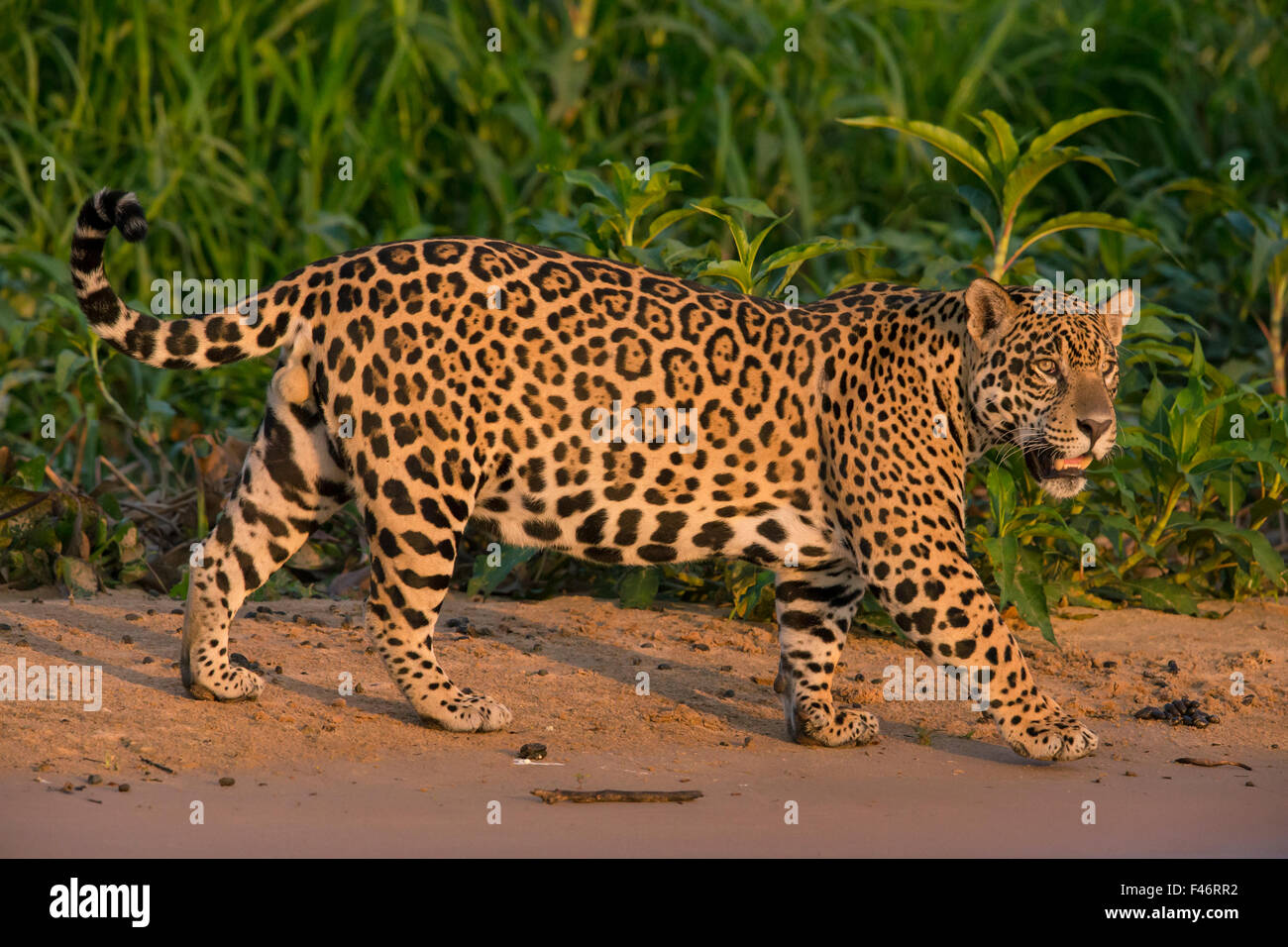 Jaguar (Panthera onca) male walking, Pantanal, Brazil Stock Photo