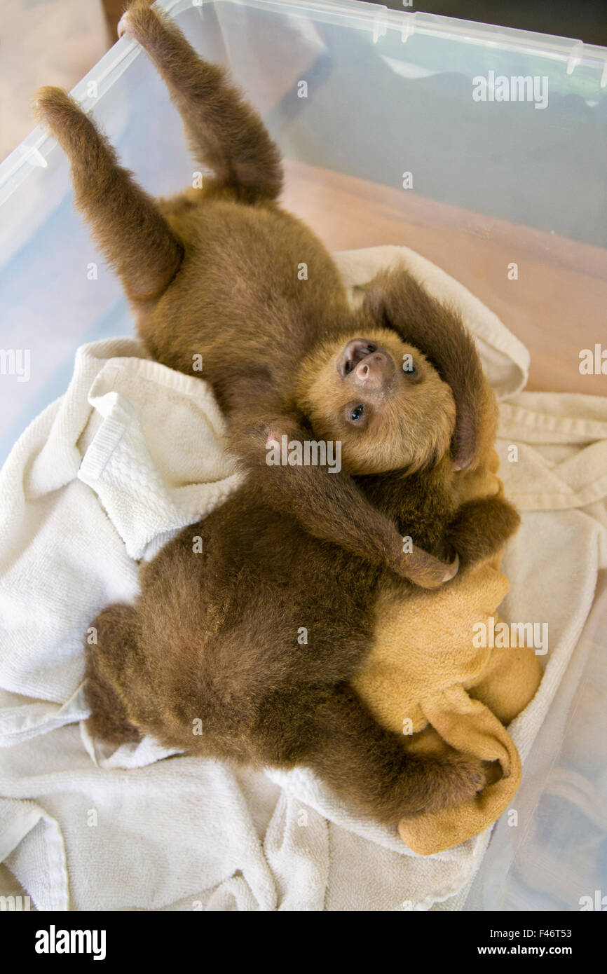 Hoffmann's Two-toed sloths (Choloepus hoffmanni) two orphan babies in Aviarios Sloth Sanctuary, Costa Rica Stock Photo