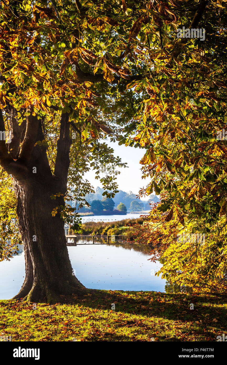View through autumn trees to the lake on the  Bowood Estate in Wiltshire. Stock Photo