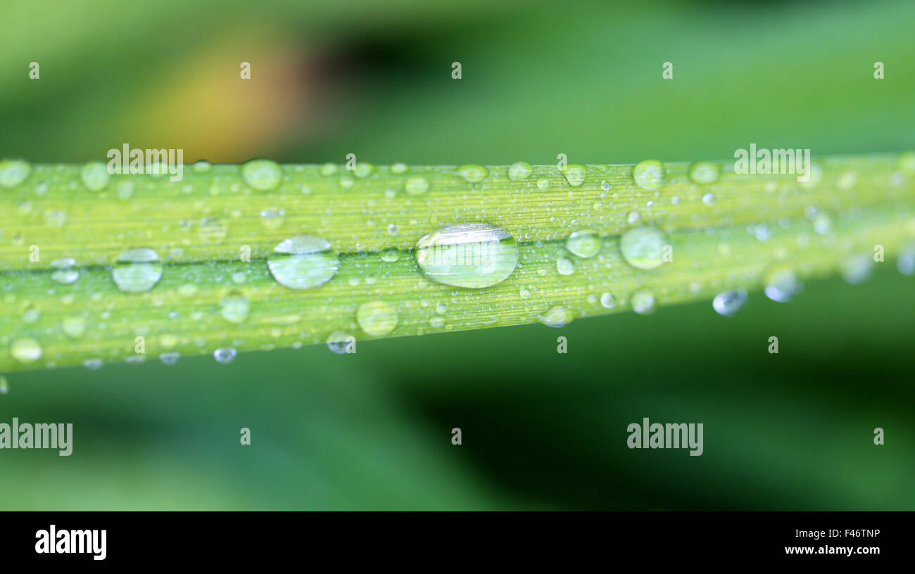 Beautiful green grass with drops lawn photographed close up Stock Photo ...