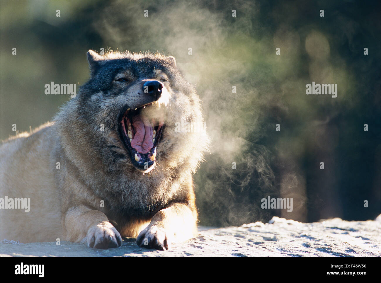 A wolf. Stock Photo
