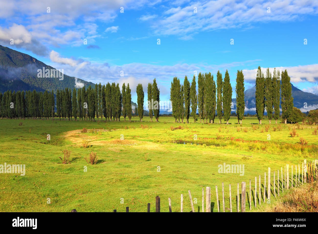 Along green fields avenues of cypresses grow Stock Photo