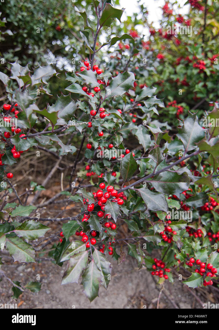 Holly bush Ilex meserveae with prickly leaves and red berries Stockholm, Sweden in October. Stock Photo