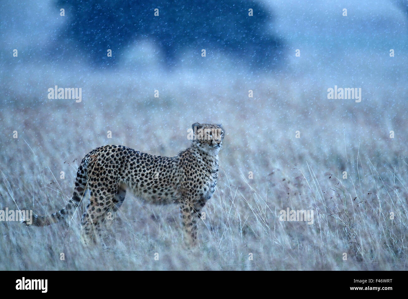 CHEETAH IN THE RAIN ! Stock Photo