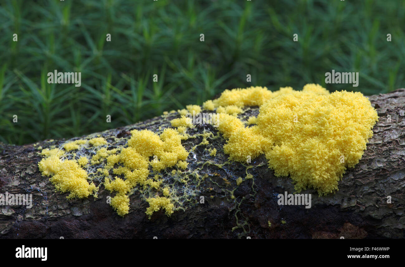 Slime mould, scrambled egg slime or flowers of tan (Fuligo septica), Lower Saxony, Germany Stock Photo