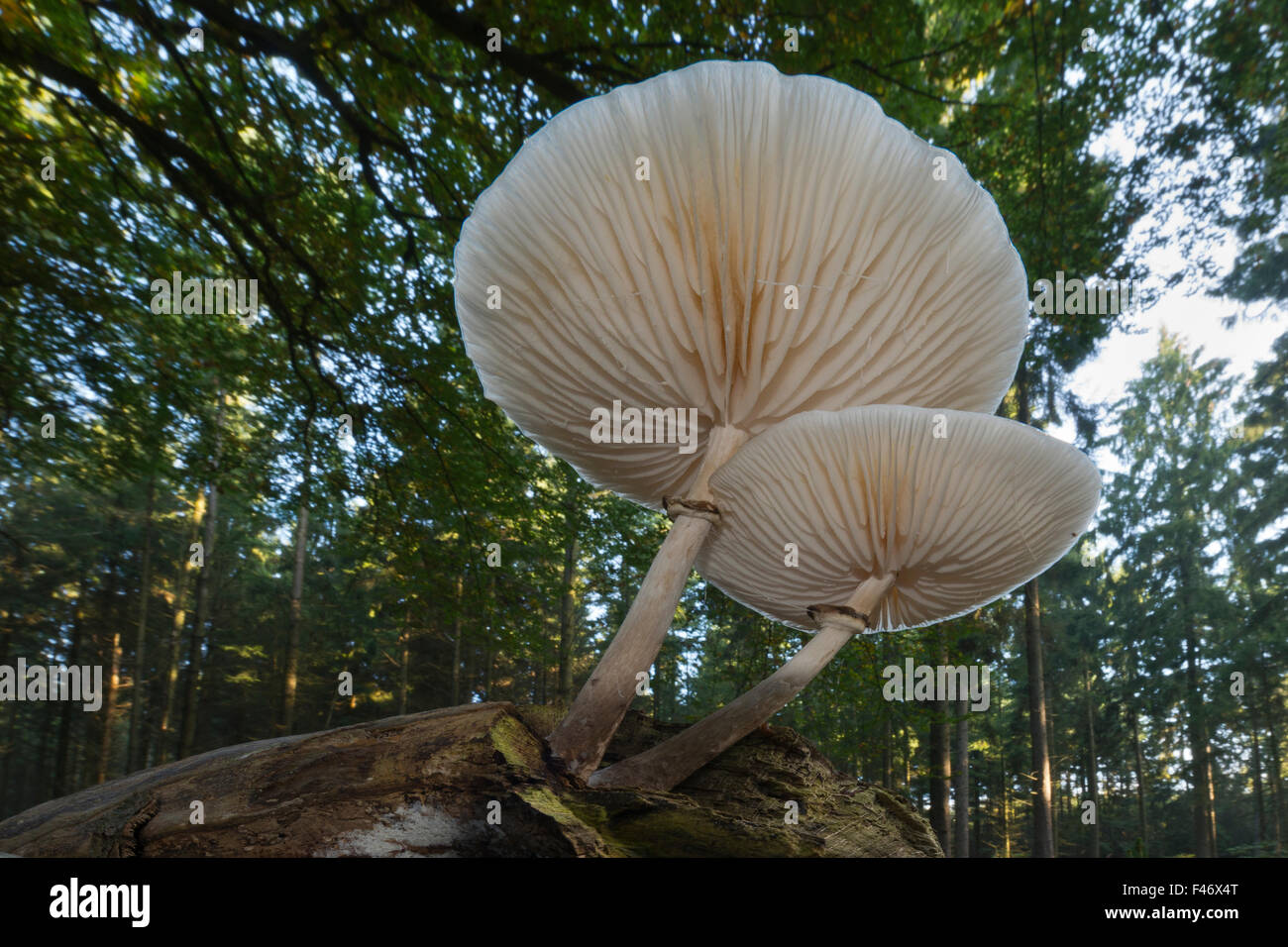 Ringed book mucus Rübling (Oudemansiella mucida) on deadwood, Emsland, Lower Saxony, Germany Stock Photo