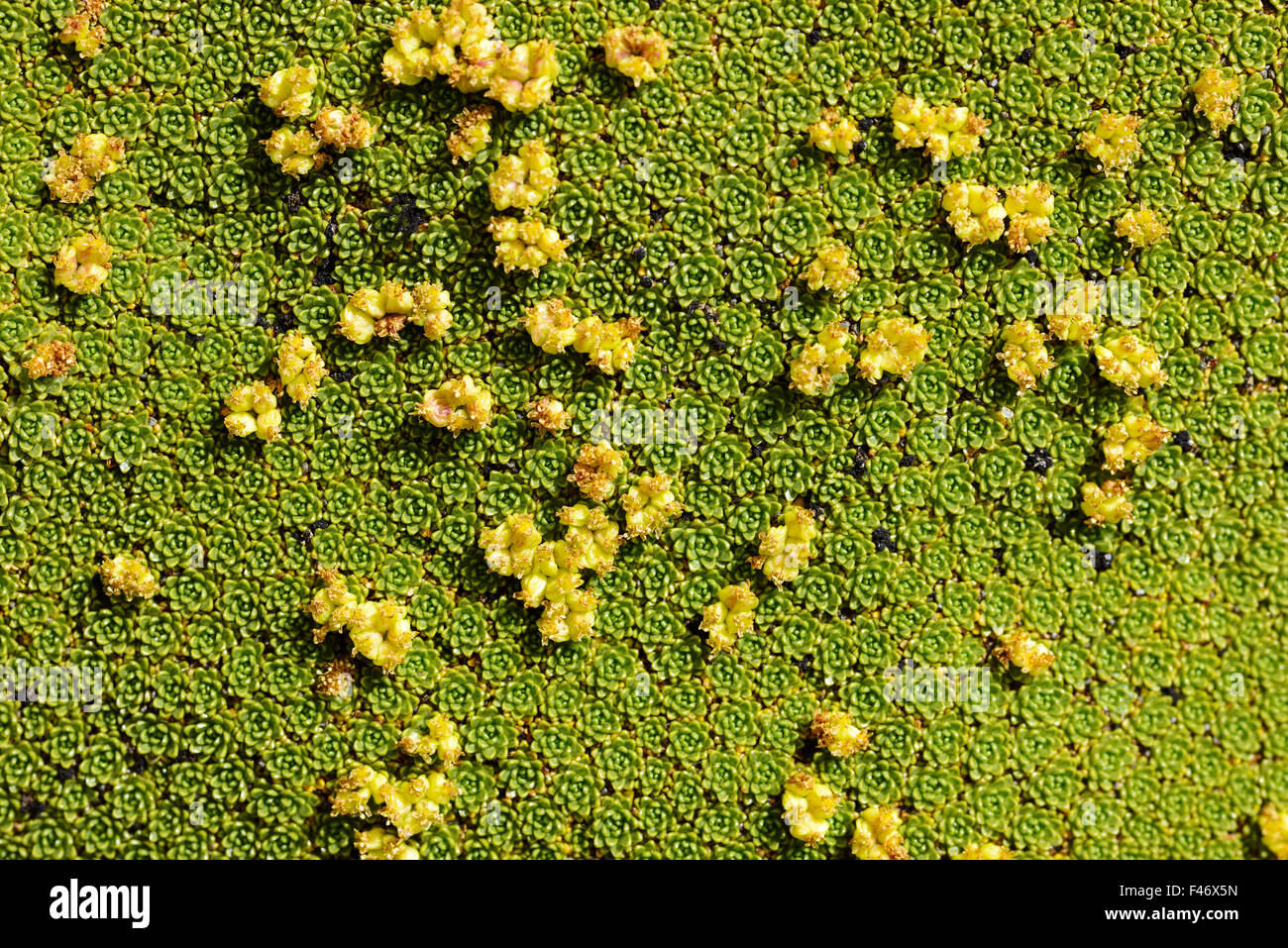 Yareta or llaretta (Azorella compacta), close-up with flowers, Altiplano, Bolivia Stock Photo