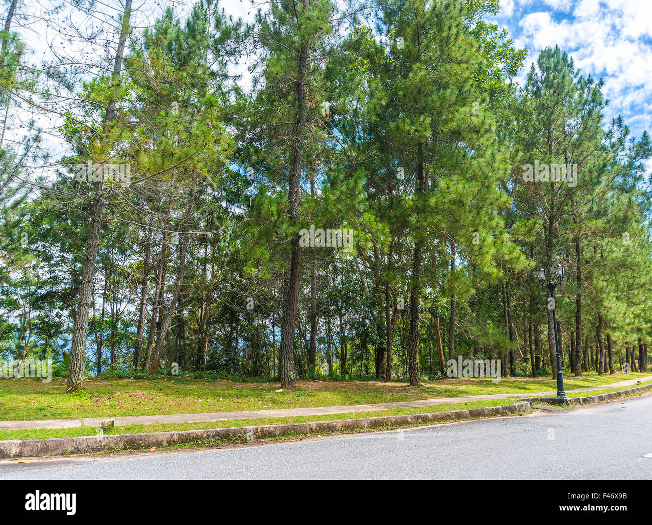 Pine casuarina tree and asphalt road with blue skies Stock Photo