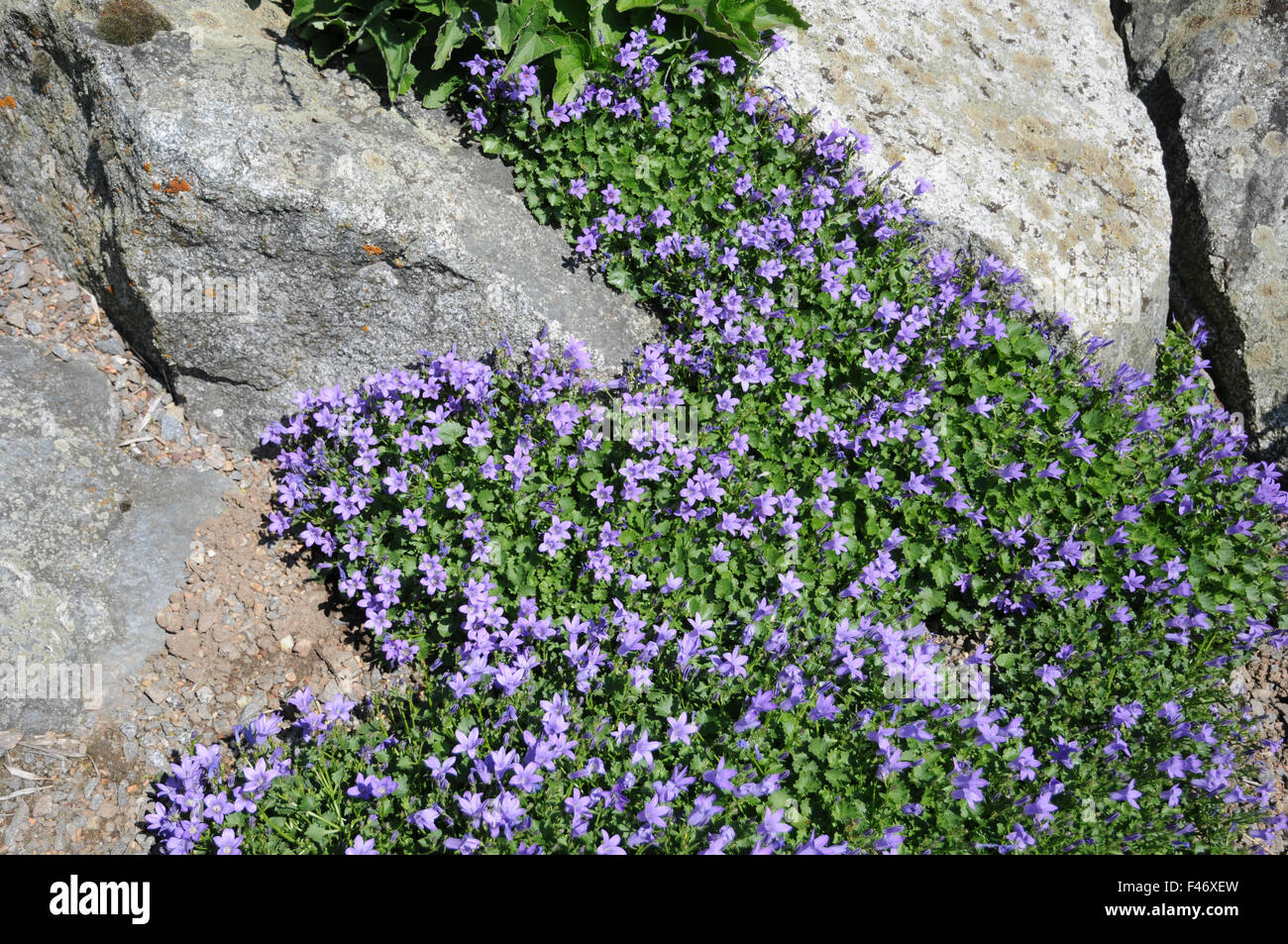 Dalmatian bellflower Stock Photo