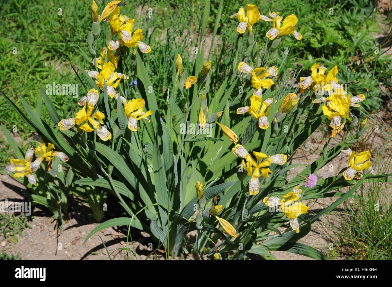 Korean plants High Resolution Stock Photography and Images Alamy