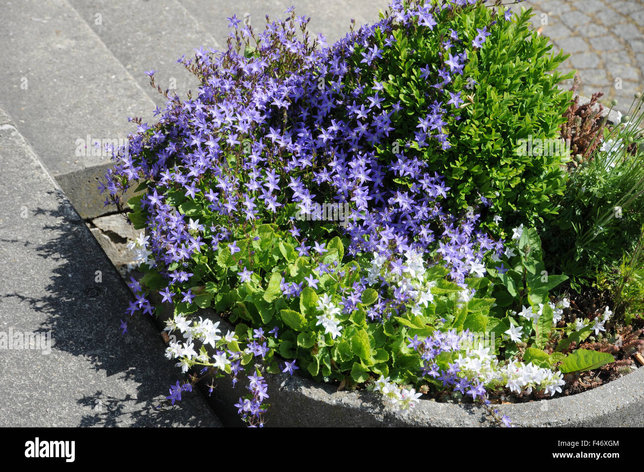 Dalmatian Bellflower Stock Photo Alamy