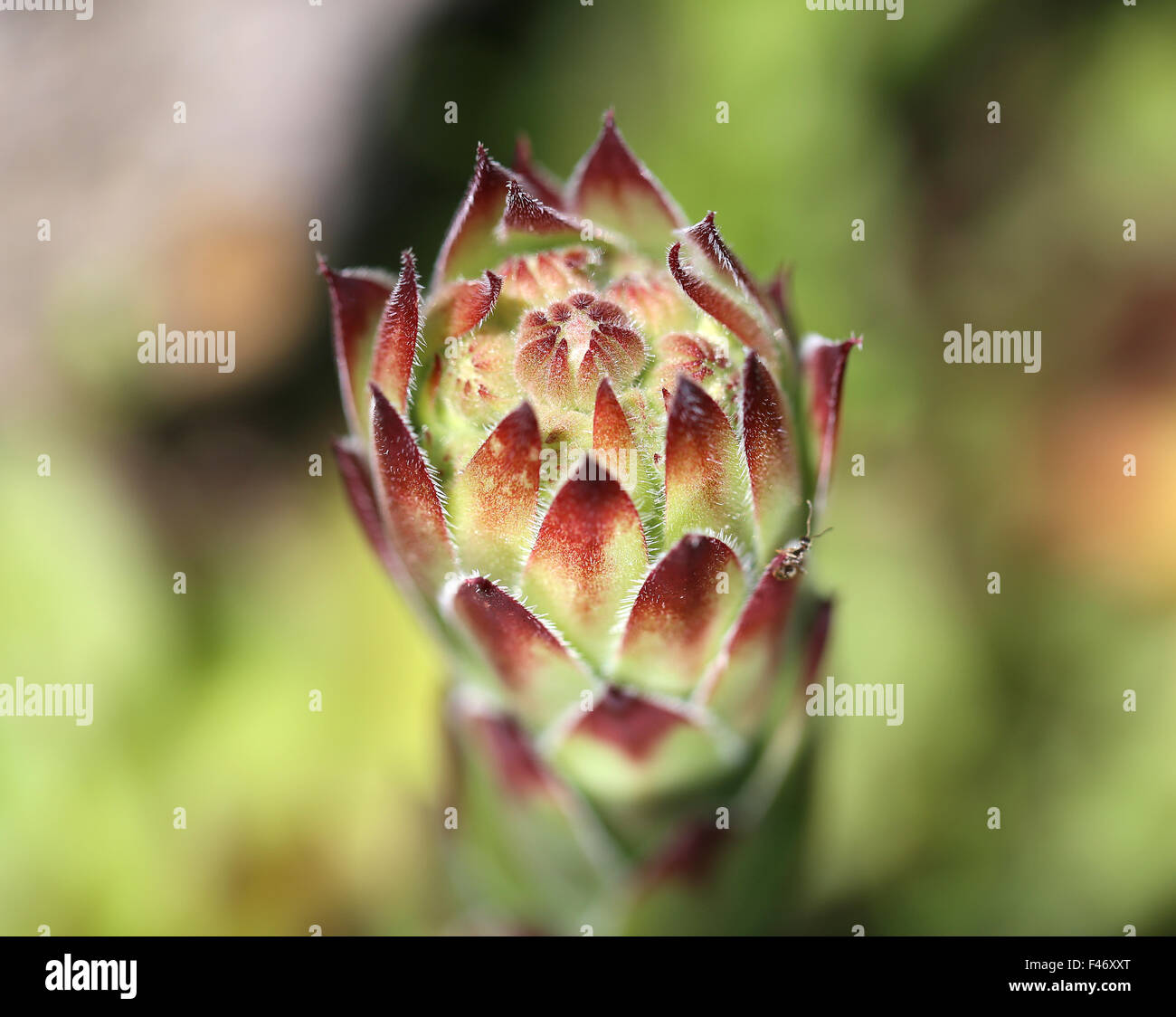 Beautiful green grass lawn photographed close up Stock Photo - Alamy