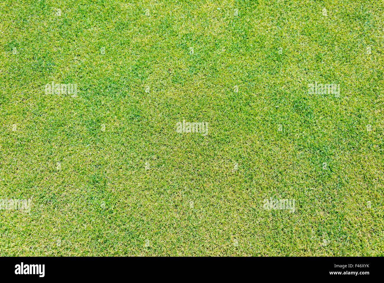Close up of green grass for your background Stock Photo - Alamy