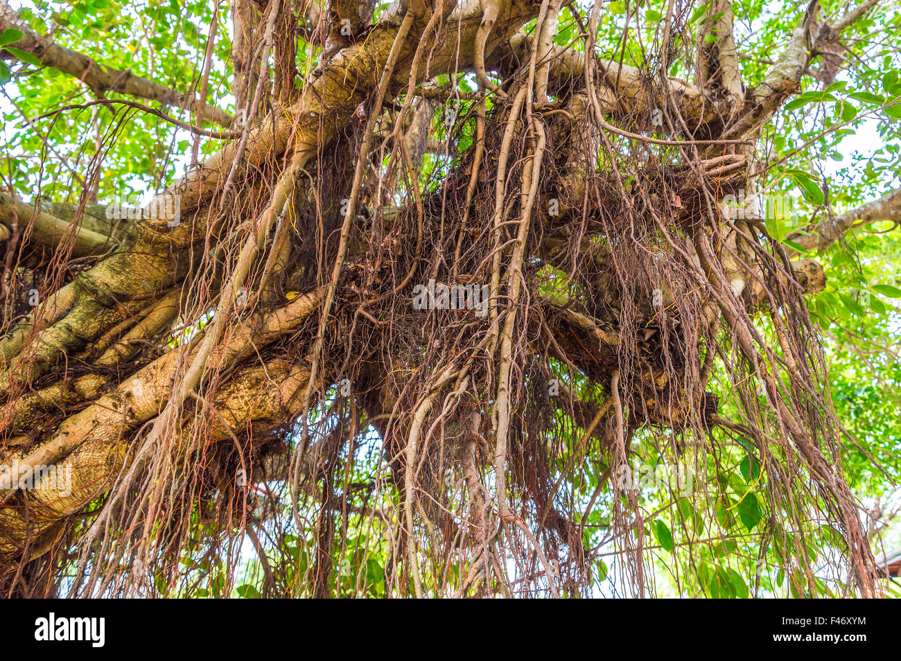 Amazing root on branch tree Stock Photo Alamy