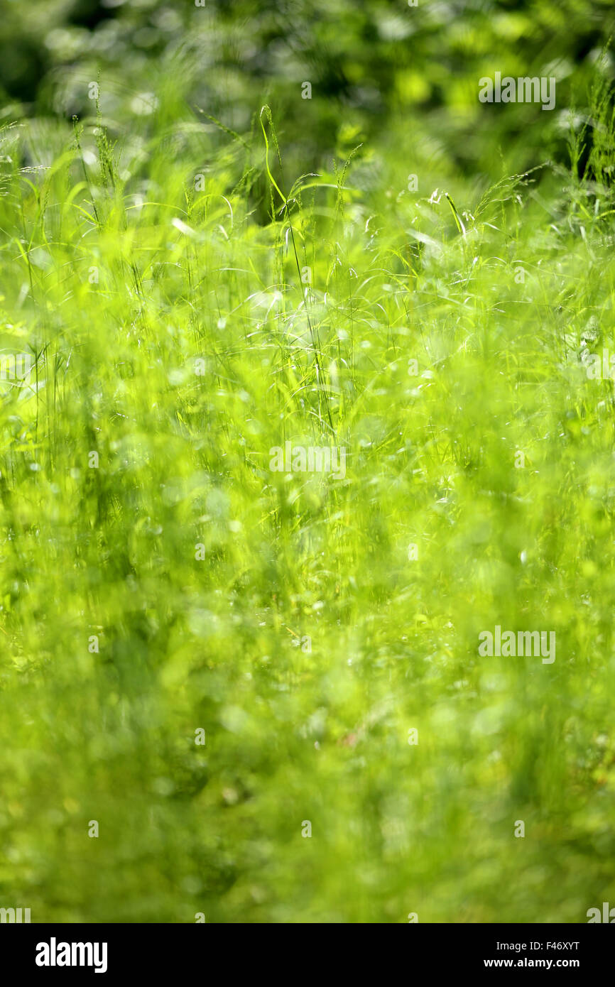 Beautiful green grass lawn photographed close up Stock Photo - Alamy