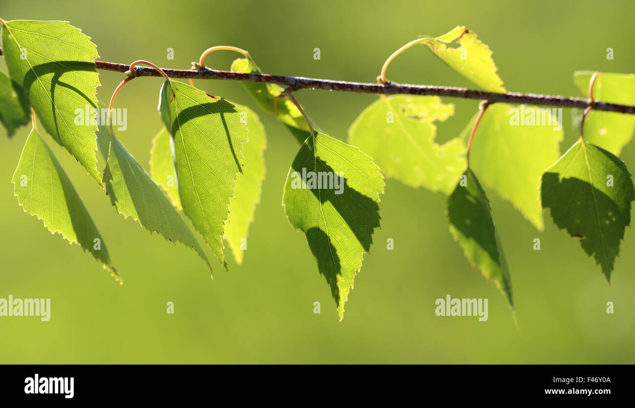 Beautiful large green leaves photographed close up Stock Photo