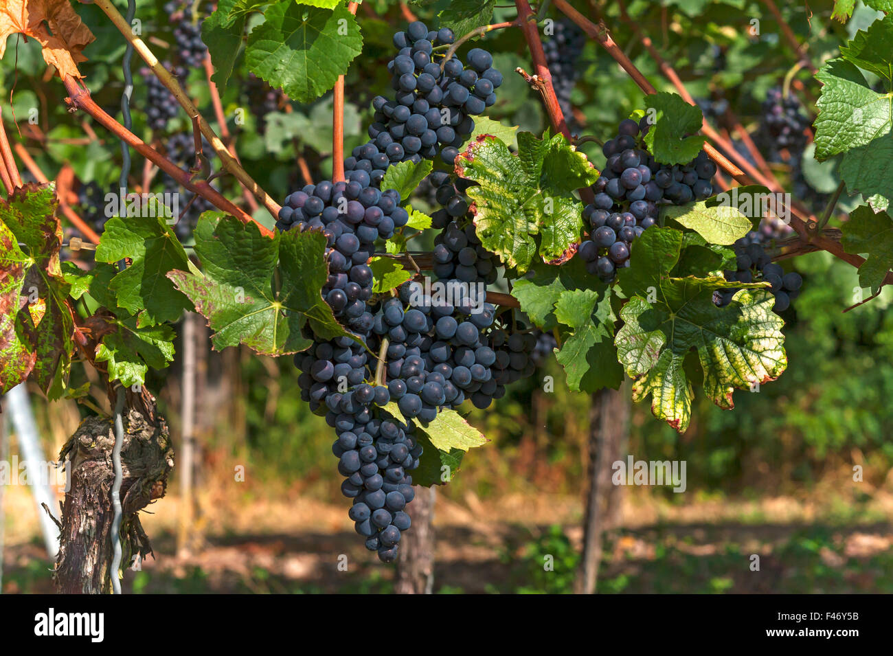 Ripe blue grapes on vines, Kenzingen-Hecklingen, Baden-Württemberg, Germany Stock Photo