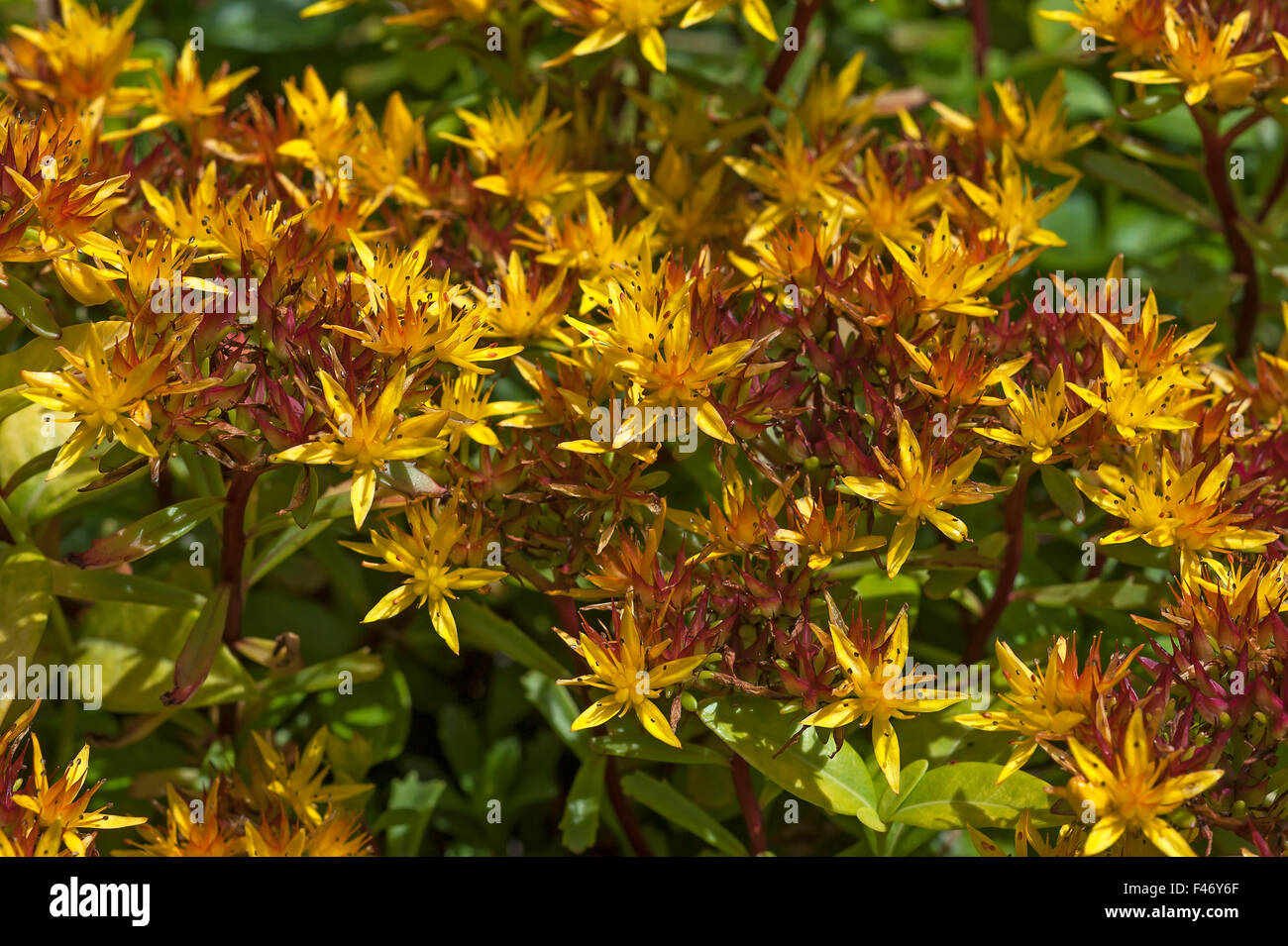 Stonecrop (Sedum sp.), yellow flowers, Tyrol, Austria Stock Photo