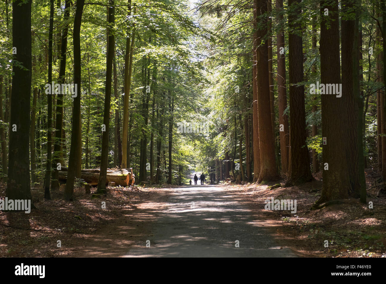 Walkers on forest road in mixed forest, Spessart, Lower Franconia, Franconia, Bavaria, Germany Stock Photo