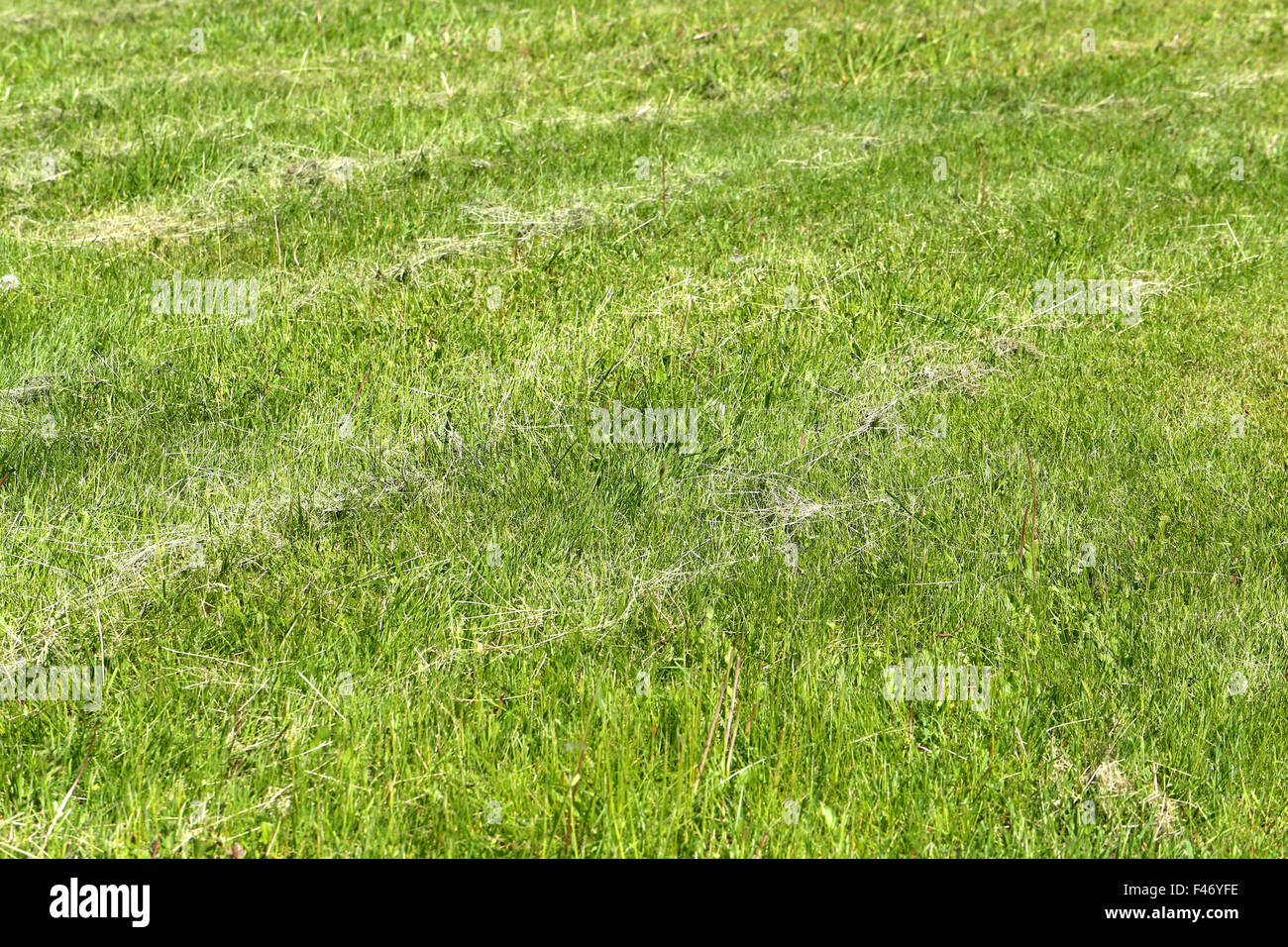Beautiful green grass lawn photographed close up Stock Photo - Alamy