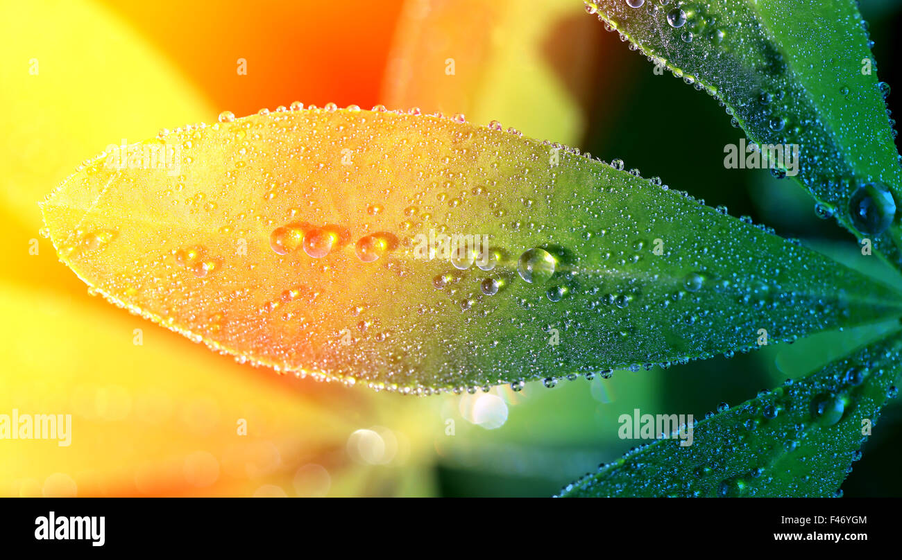 Beautiful large green leaves photographed close up Stock Photo