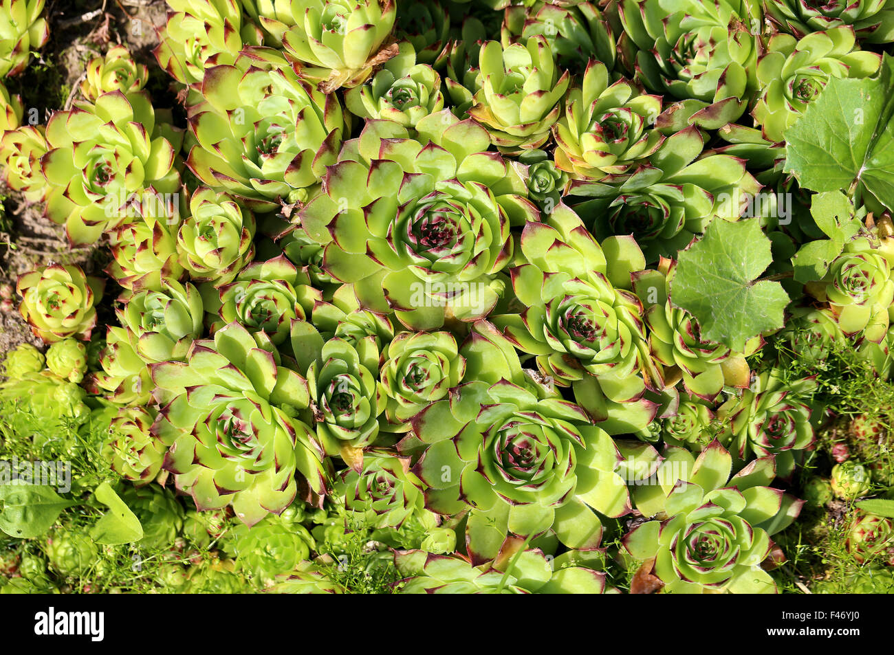 Beautiful green grass rejuvenated lawn photographed close up Stock ...