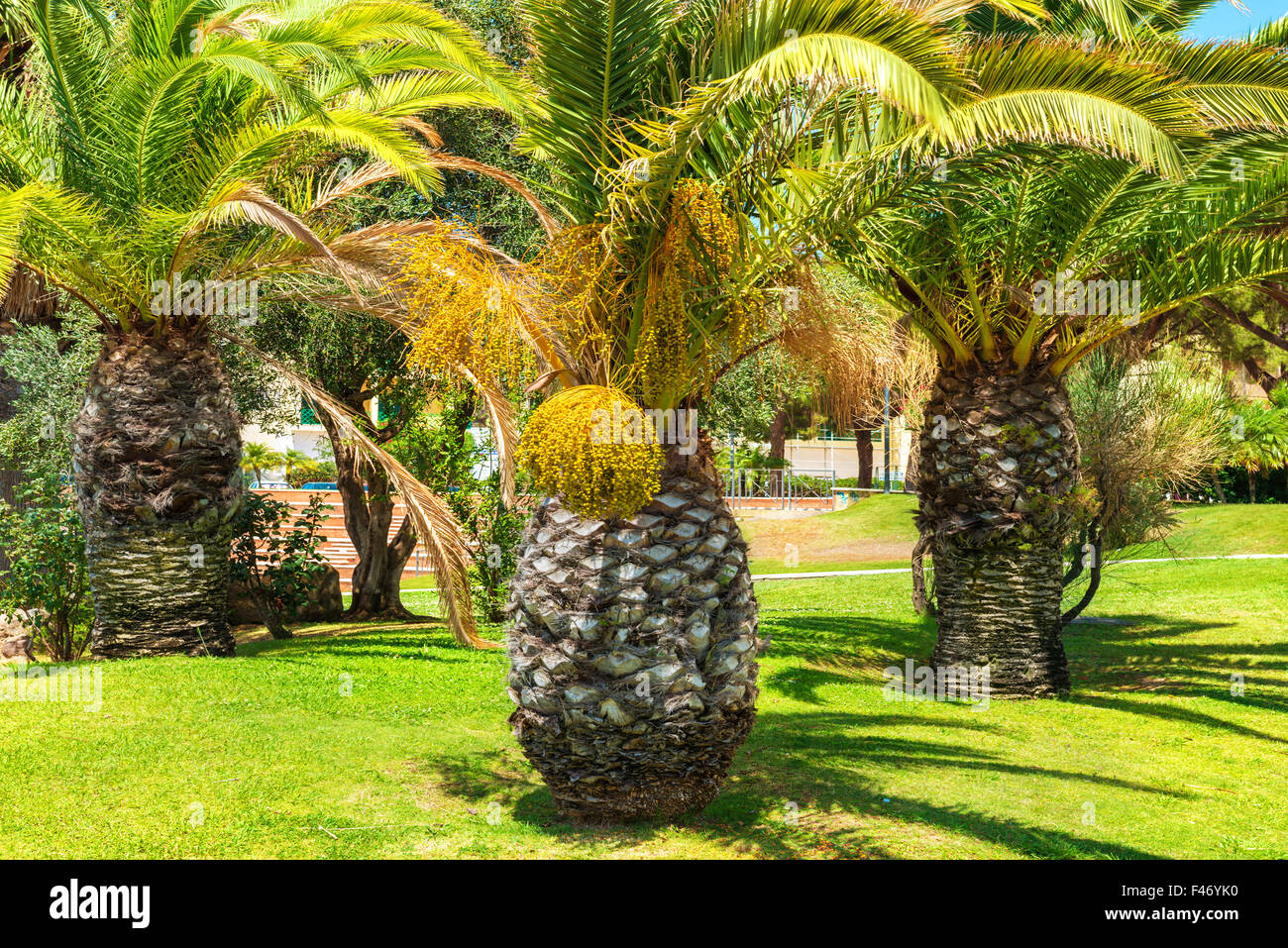 Big palm tree Stock Photo Alamy