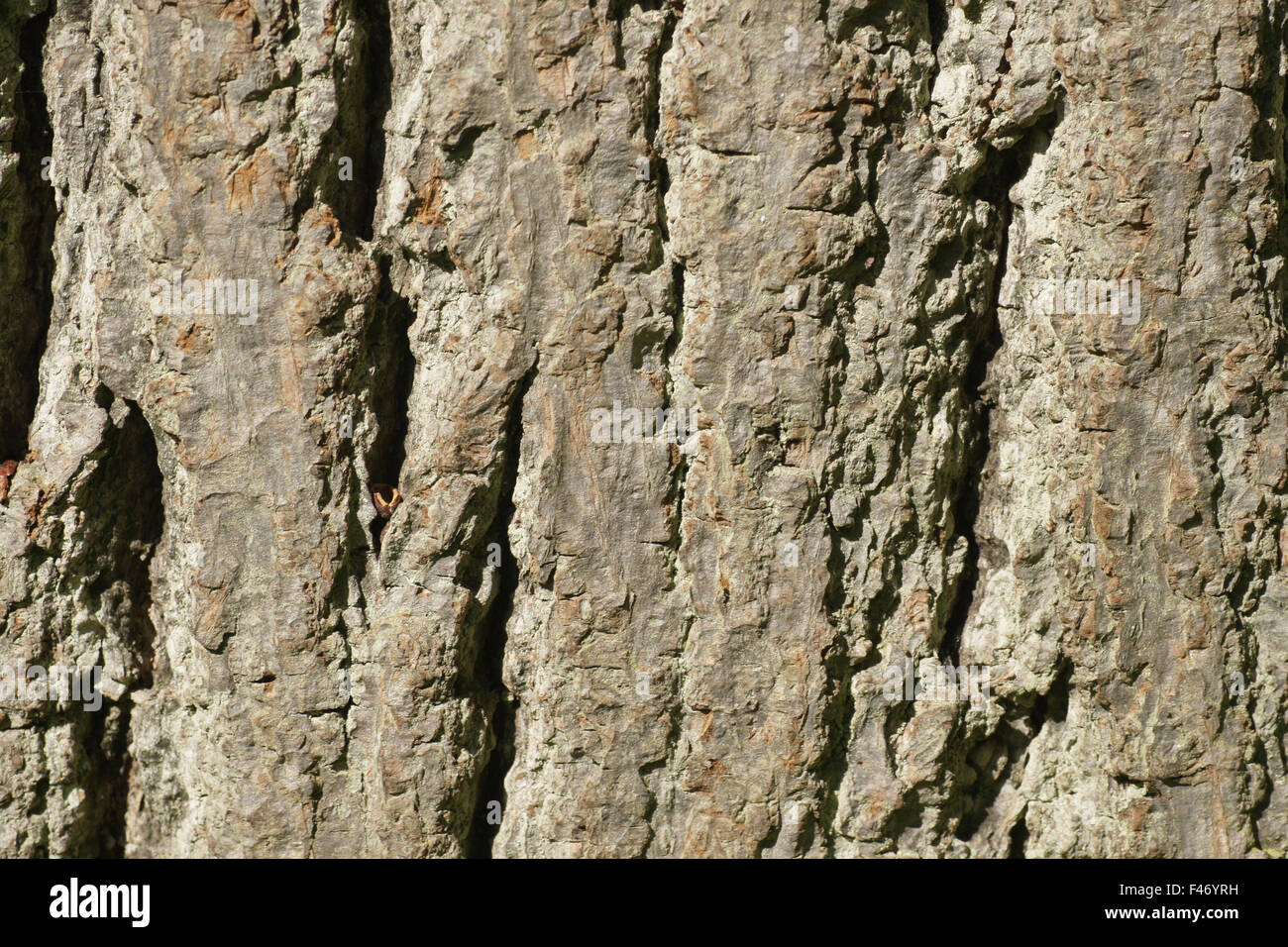 Brown color, bark Stock Photo