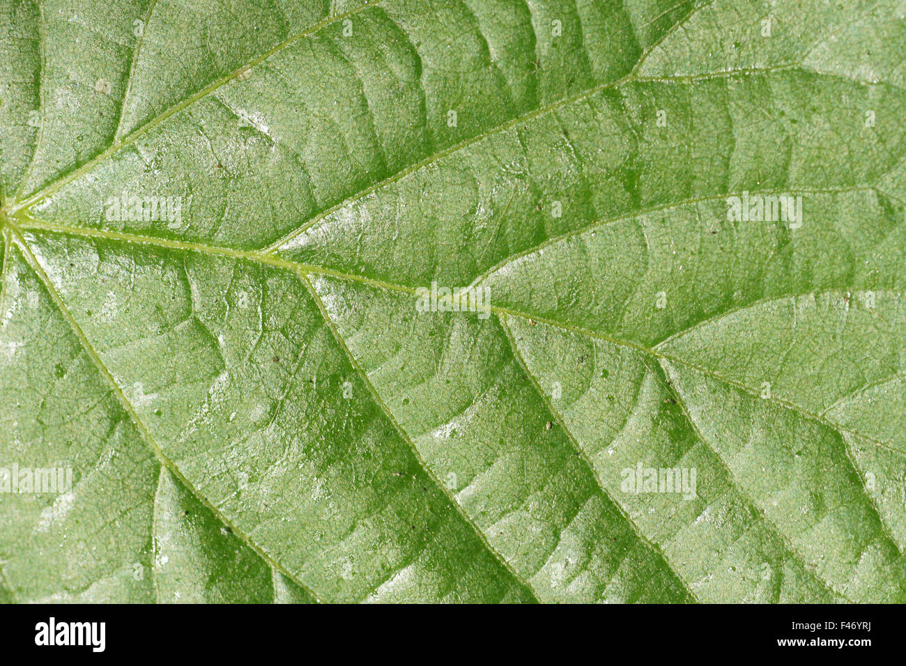 Green color Stock Photo