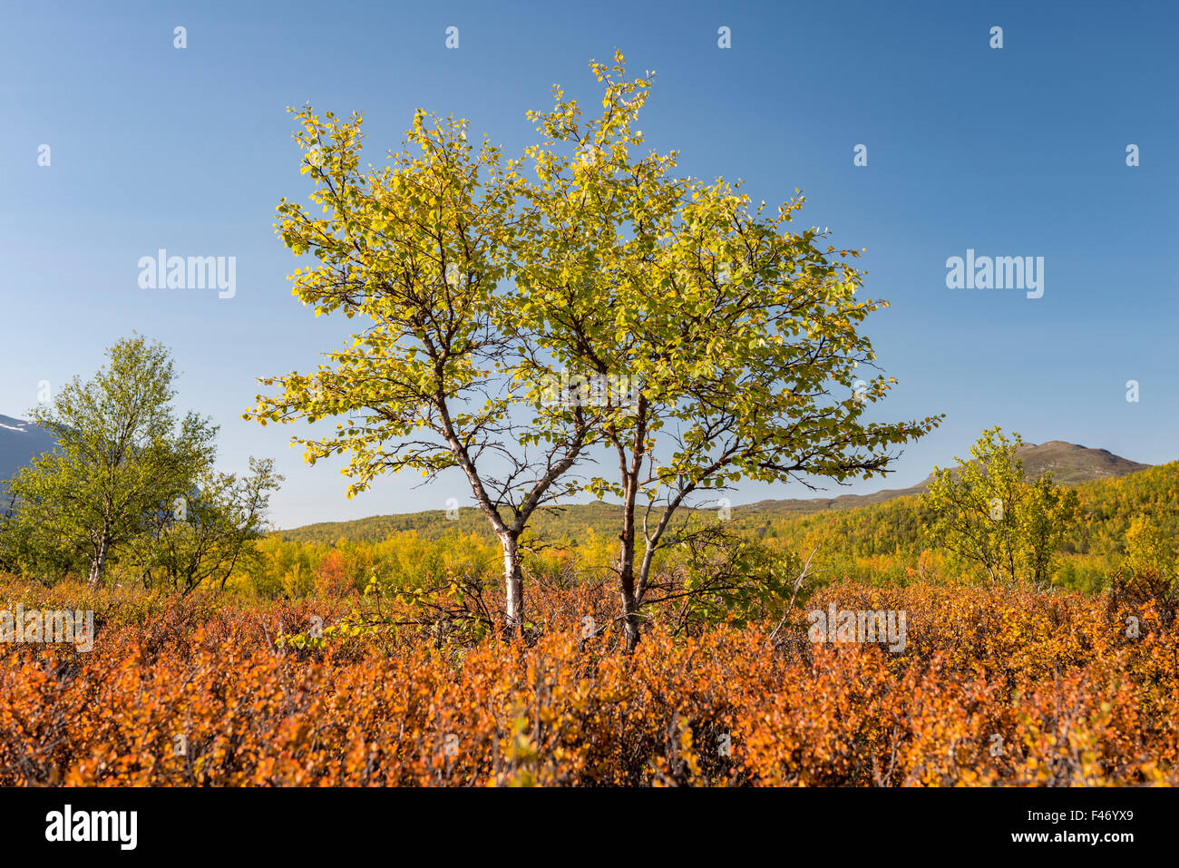 Autumnal dwarf birch (Betula nana), Abisko National Park, Norrbotten, Lapland, Sweden Stock Photo