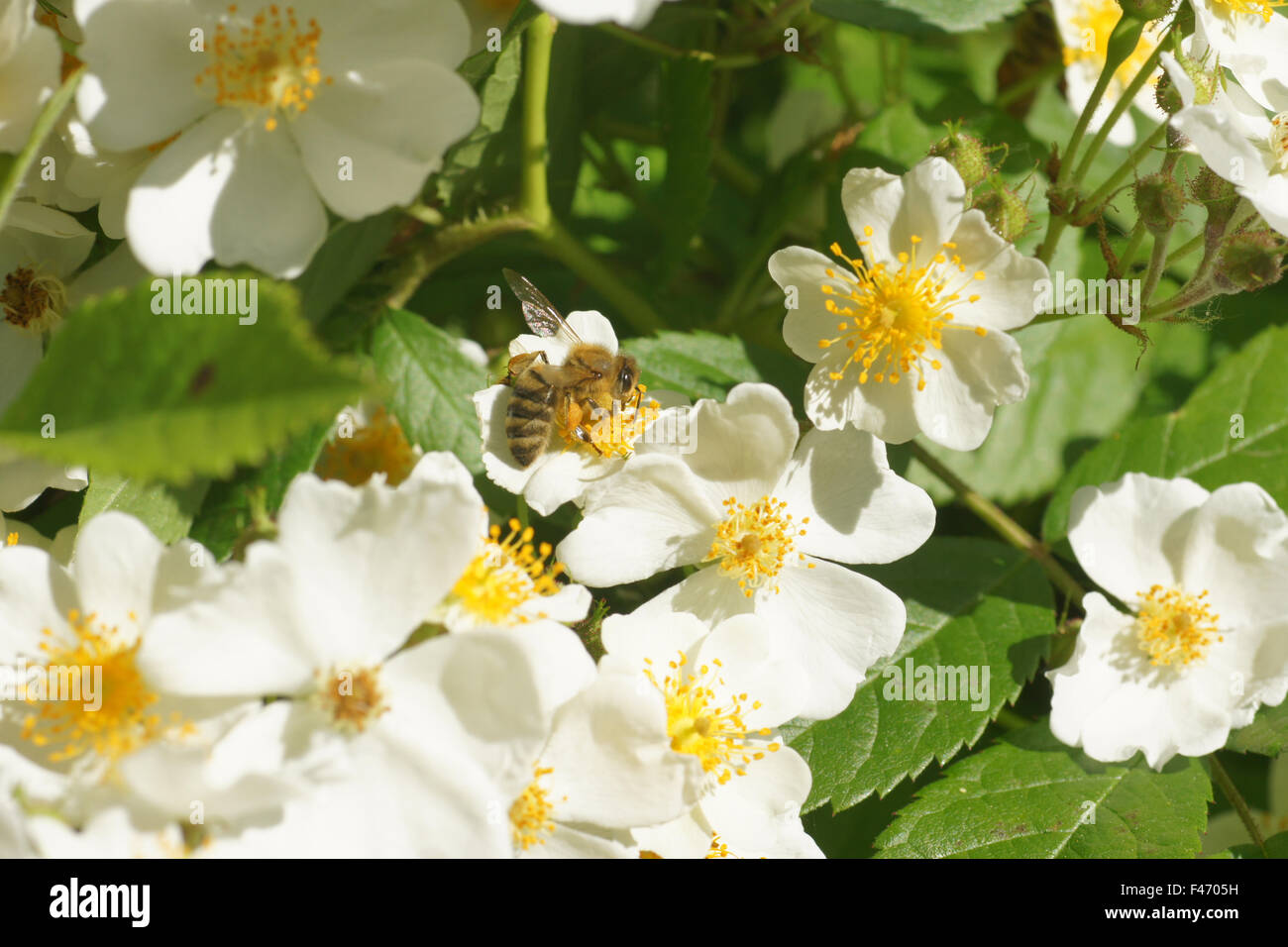 Multiflora hi-res stock photography and images - Alamy