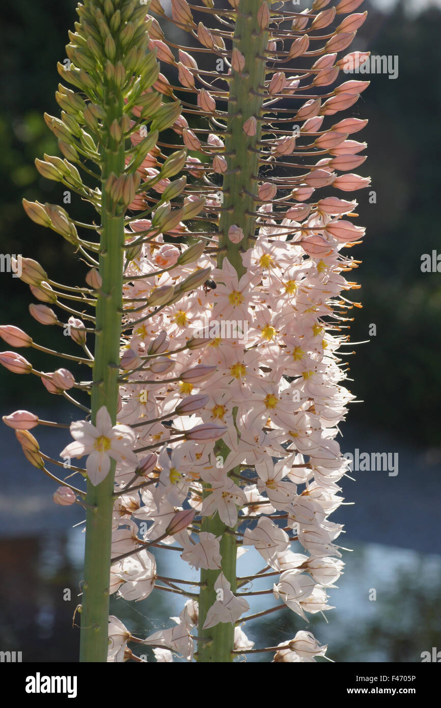 Foxtail lily Stock Photo