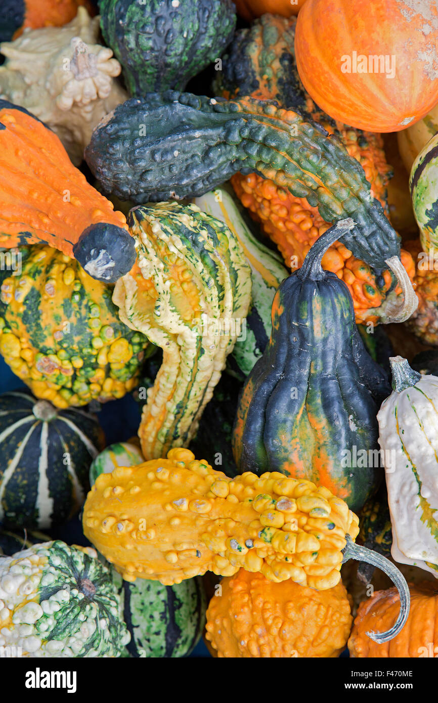 Various ornamental gourds (Cucurbita sp.) Stock Photo