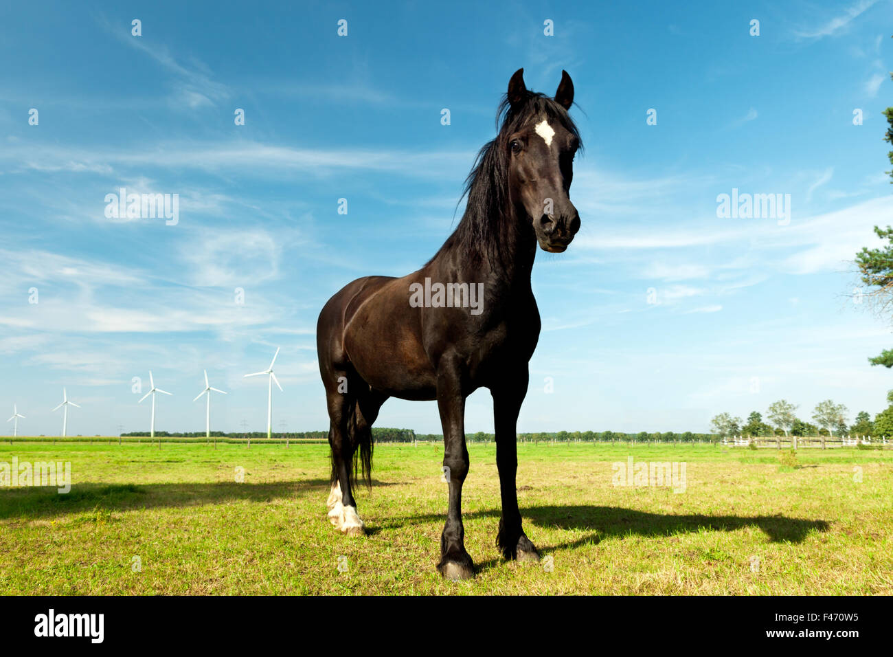 picture of young Hanoverian horse Stock Photo