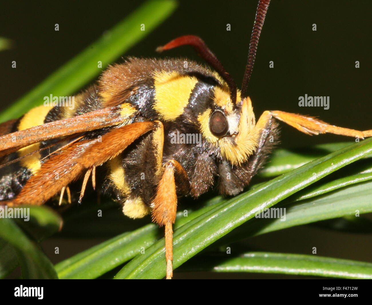 European Hornet moth or Hornet Clearwing (Sesia apiformis), a day-active moth mimicking a large bee or hornet Stock Photo