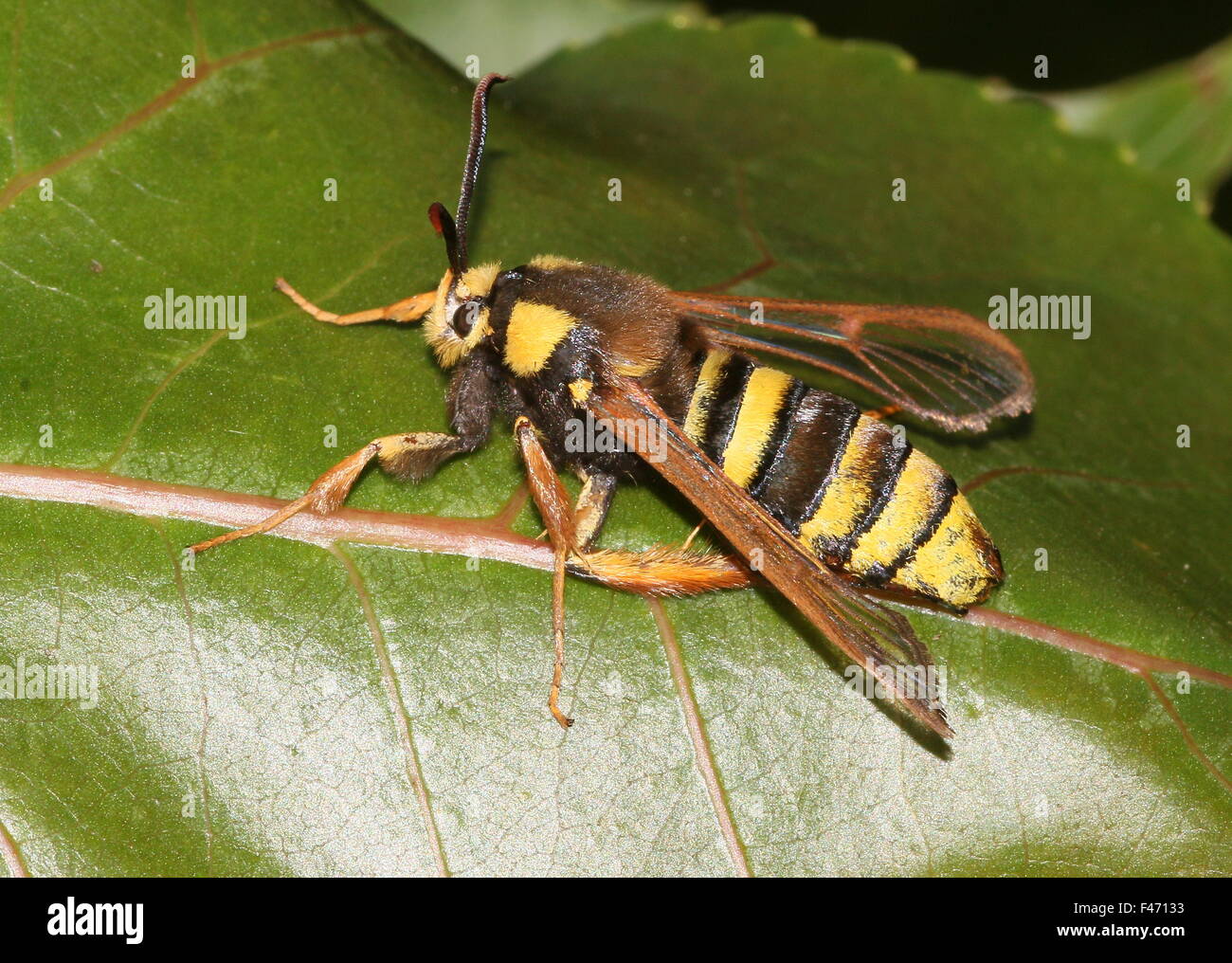 European Hornet moth or Hornet Clearwing (Sesia apiformis), a day-active moth mimicking a large bee or hornet Stock Photo