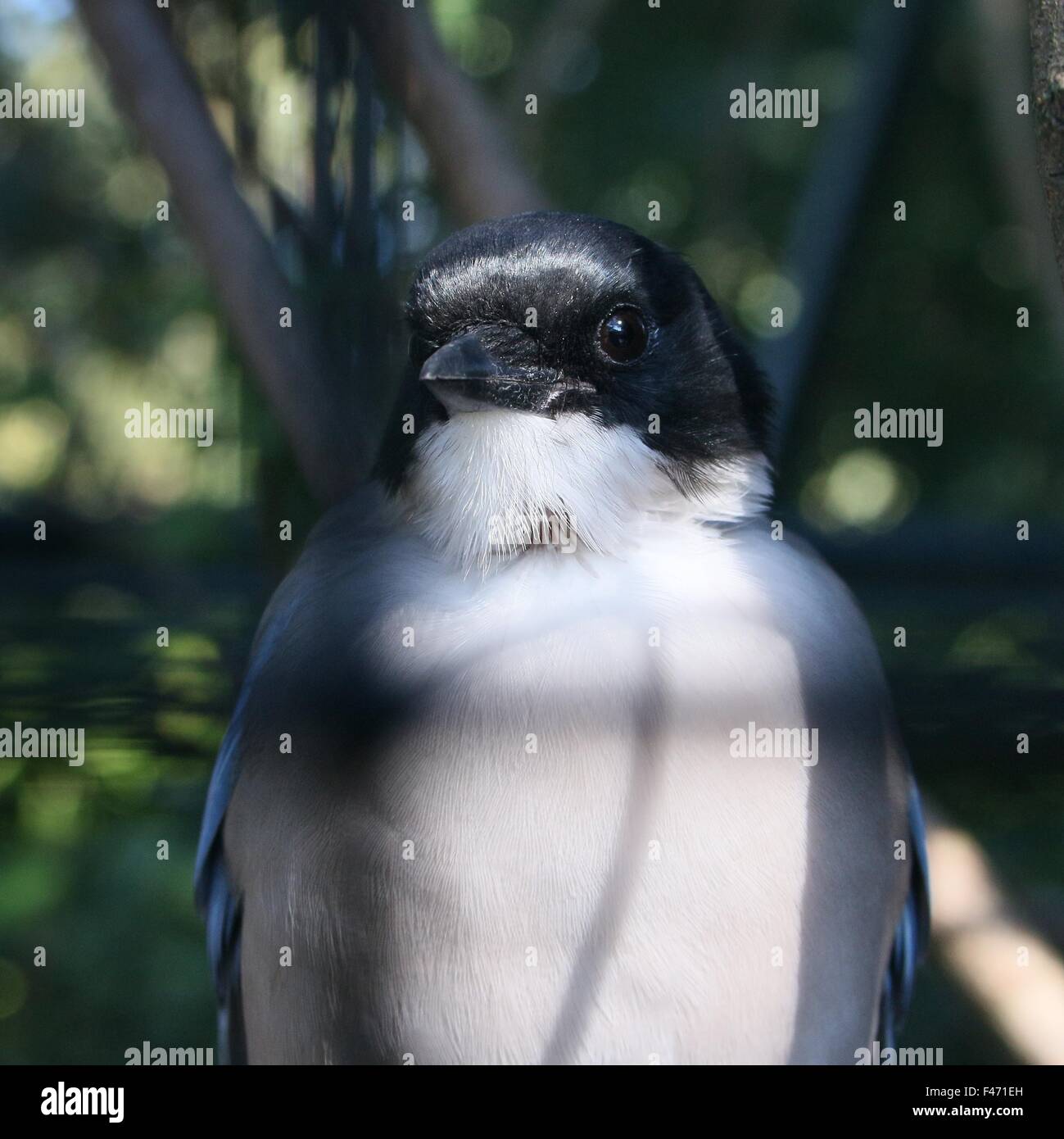 East Asian Azure winged magpie ( Cyanopica cyanus), closeup of head and upper body Stock Photo